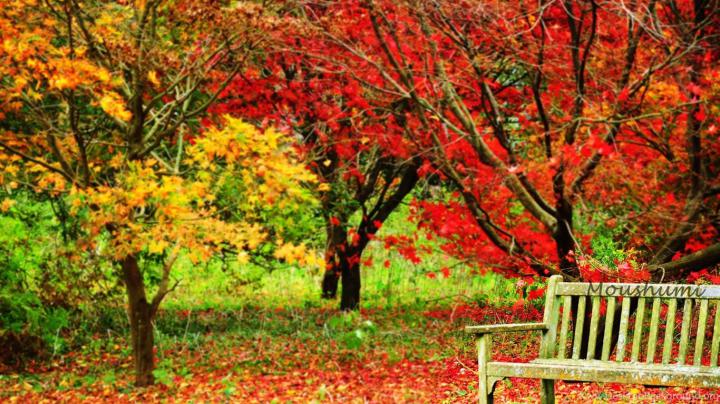 Autumn November Wallpapers Full Picture Desktop Background