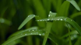 Desktop Wallpaper Green Nature