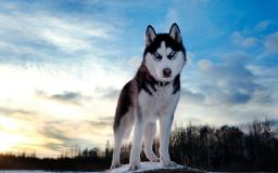 Desktop Wallpaper Husky