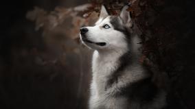 Desktop Wallpaper Husky