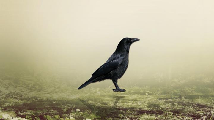 Crow Wallpapers (72+ background pictures)