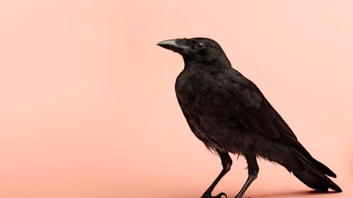 Crow HD Wallpaper (65+ images)