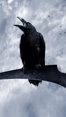 Crow Wallpaper