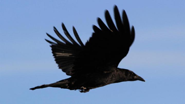 Crow wallpaper | 1920x1080 | #45933
