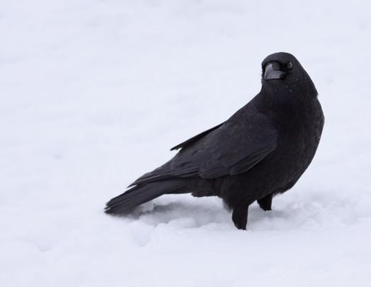[44+] Crow HD Wallpaper 