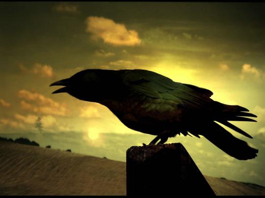 [48+] Black Crow Wallpaper 
