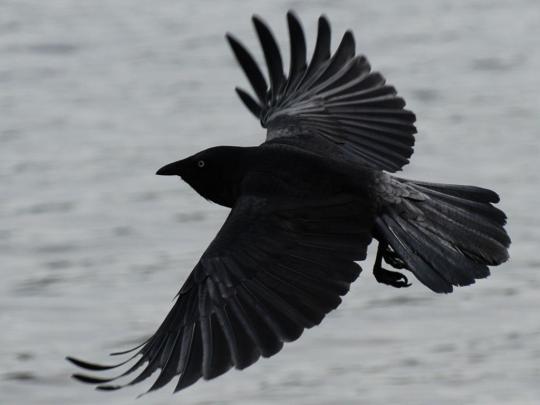Black Crow Wallpaper -