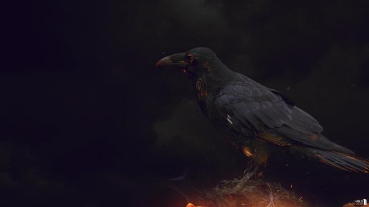 Crow wallpaper | 1920x1080 | #45923
