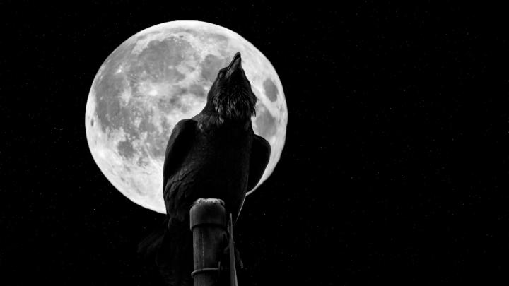 Crow \u0026 Moon Full HD Wallpaper and Background Image | 1920x1080 | 507688