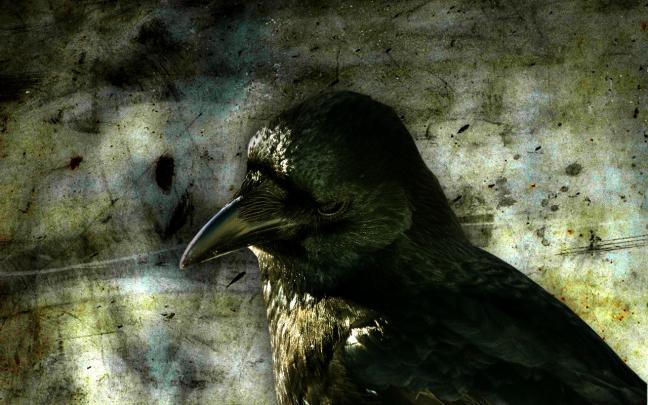 3D Crow Wallpapers - Top Free 3D Crow Backgrounds - WallpaperAccess