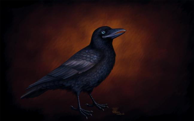 Crow Wallpaper