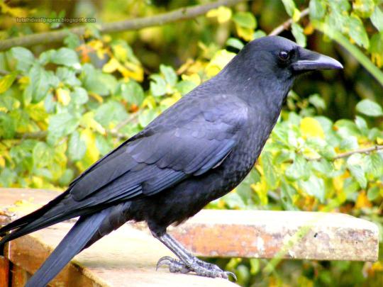 [40+] The Crow HD Wallpaper 
