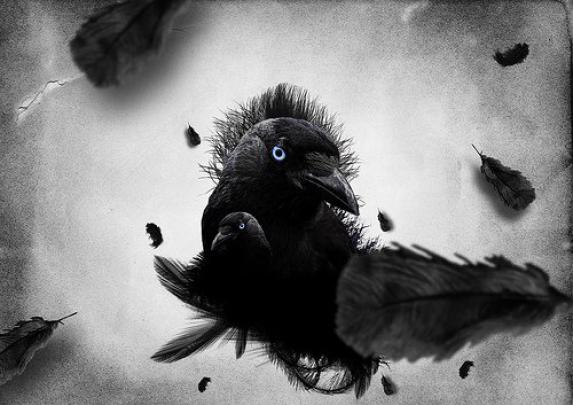 Crows Wallpaper -