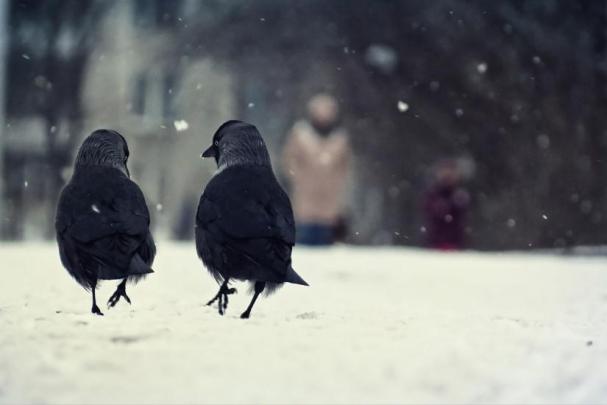 Crow wallpaper \u00b7\u2460 Download free backgrounds for desktop, mobile, laptop 