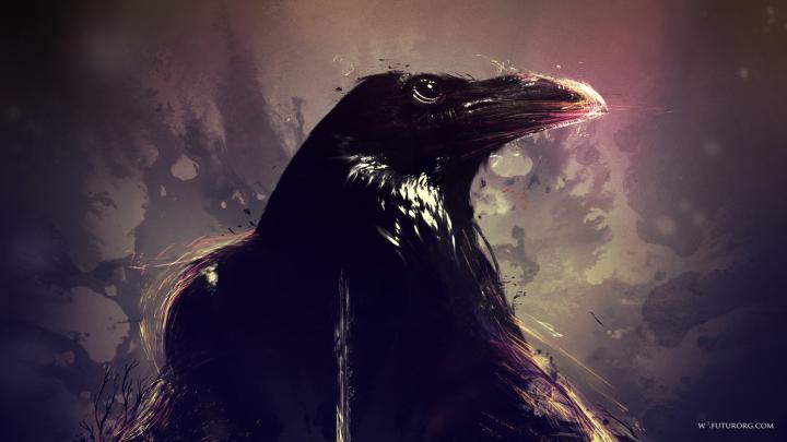 American Crow Fondo de pantalla HD | Fondo de Escritorio | 1920x1080 
