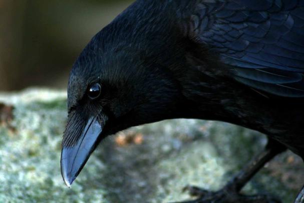 [40+] The Crow HD Wallpaper 