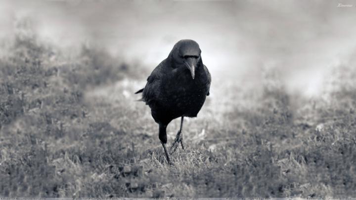 Crows Wallpaper -