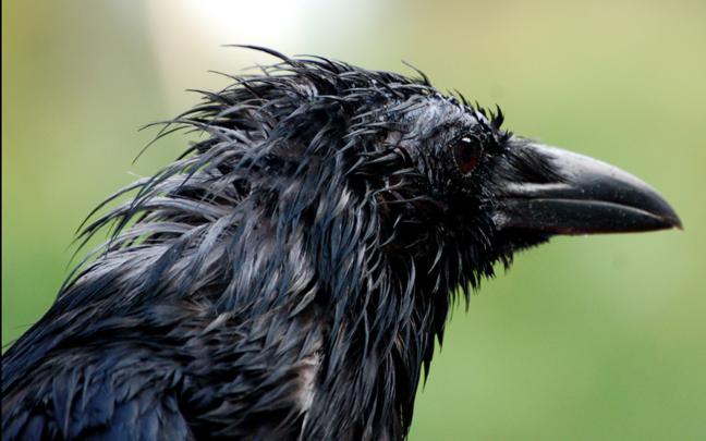 [44+] Crow HD Wallpaper 