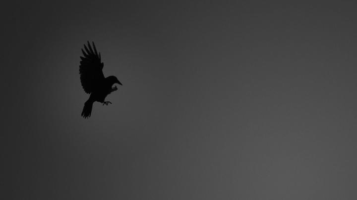 10 Top Black Crow Wallpaper FULL HD 1920\u00d71080 For PC Background 2020
