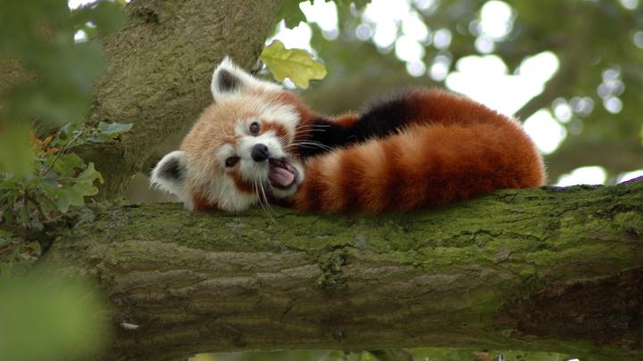 Cute Animal Wallpapers for Desktop (54+ images)