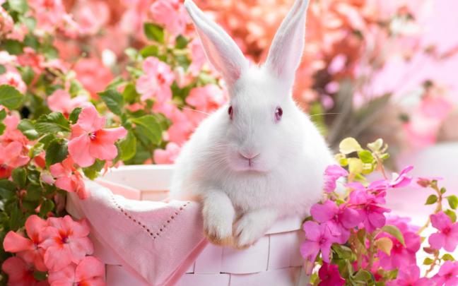 Cute Computer Backgrounds (54+ images)