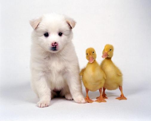 [49+] Cute Animal Wallpaper for Computer 
