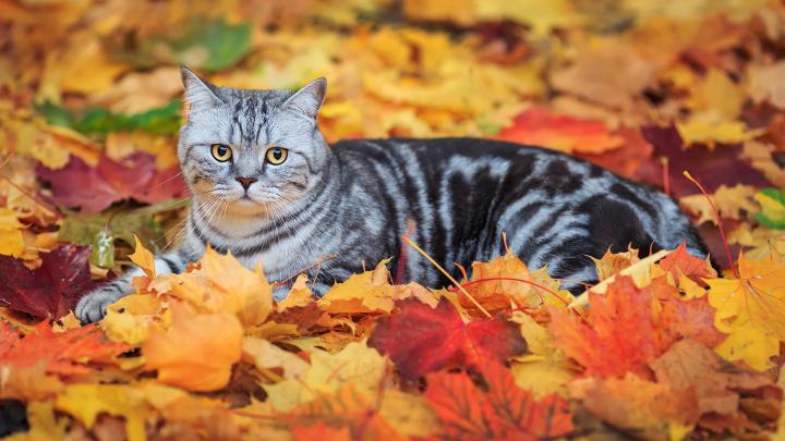 Fall Animal Wallpaper (65+ images)