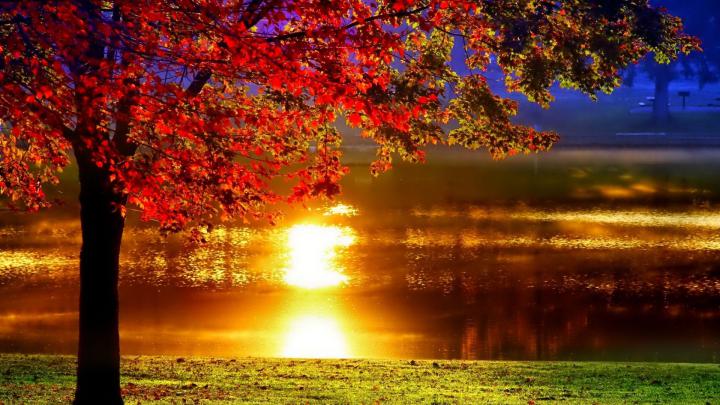 Autumn Tree Wallpaper (73+ pictures) | Landscape wallpaper, Cute fall 