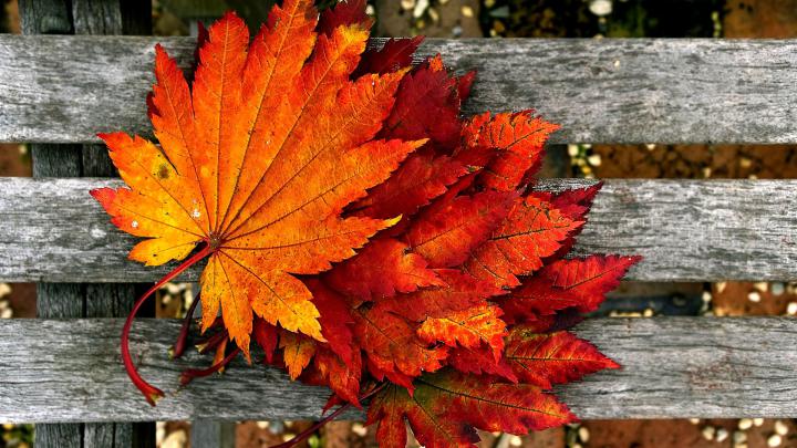 Fall Wallpaper Backgrounds With Pumpkins (55+ images)