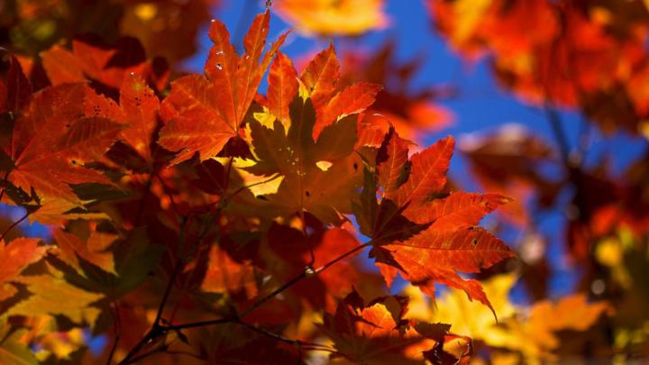 Cute Fall Wallpaper (59+ pictures)