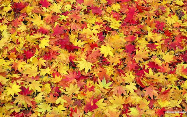 Cute Fall Wallpapers -