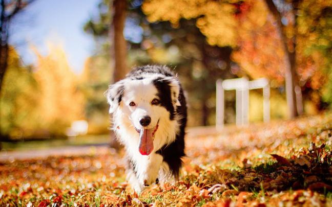 Cute Fall Wallpaper -