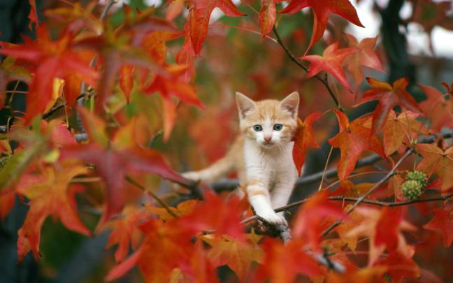 Cute Fall Wallpaper Backgrounds -