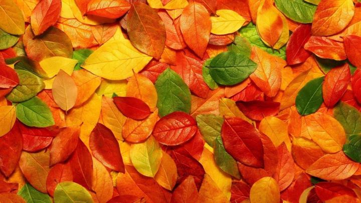 21 Cute Fall HD Wallpapers - Wallpaperboat