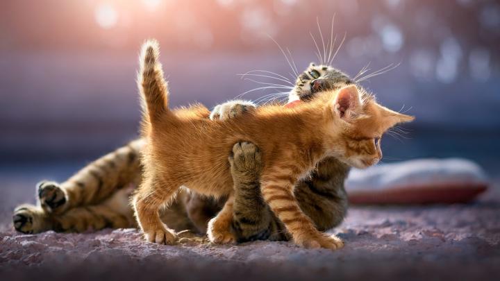 1920x1080 Cute Kittens Laptop Full HD 1080P HD 4k Wallpapers, Images 