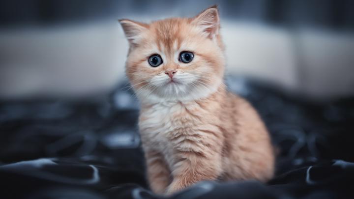 1920x1080 Cute Kitten 4k Laptop Full HD 1080P HD 4k Wallpapers, Images 