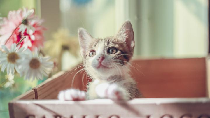 1920x1080 Cute Cat Kitty Laptop Full HD 1080P HD 4k Wallpapers, Images 