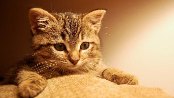 Trippy Cat Wallpapers (63+ images)