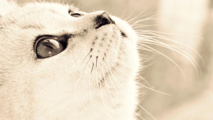 HD Animal Wallpaper 1920x1080 (73+ images)