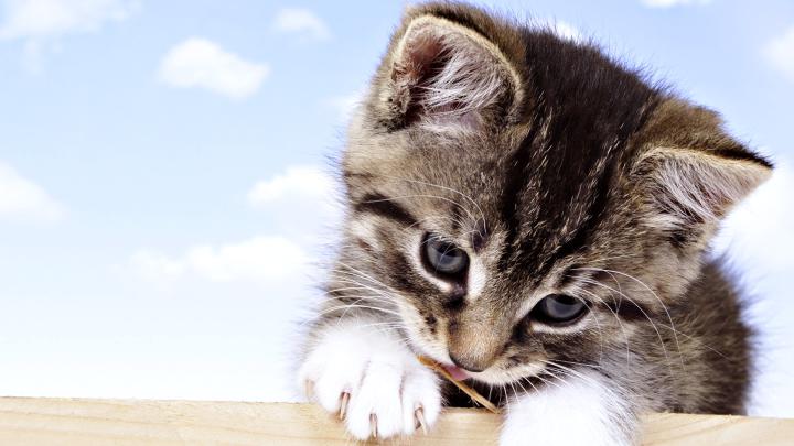 Cute Baby Cat Macro Wallpapers HD \/ Desktop and Mobile Backgrounds