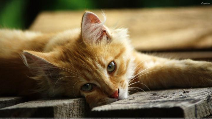 HD Cat Wallpapers 1920x1080 -