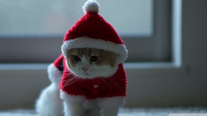 HD Cat Wallpapers 1920x1080 (69+ images)