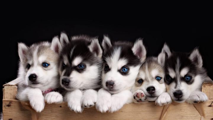 Funny Puppies Desktop Backgrounds HD | 2021 Cute Wallpapers