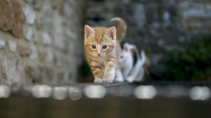 HD Cat Wallpapers 1920x1080 (69+ images)