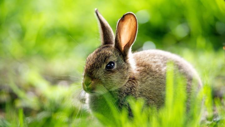 Cute HD Wallpapers for Desktop (73+ images)