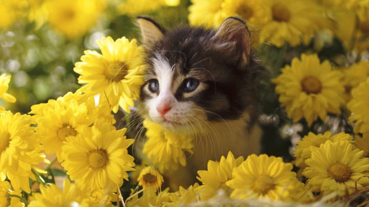Cute Spring 1920x1080 Desktop Wallpapers (55+ images)