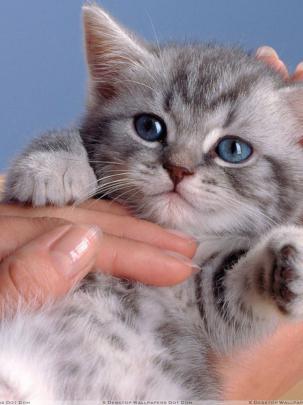 Free download Small Cat In Hand Looking Very Cute Wallpaper [1920x1080 