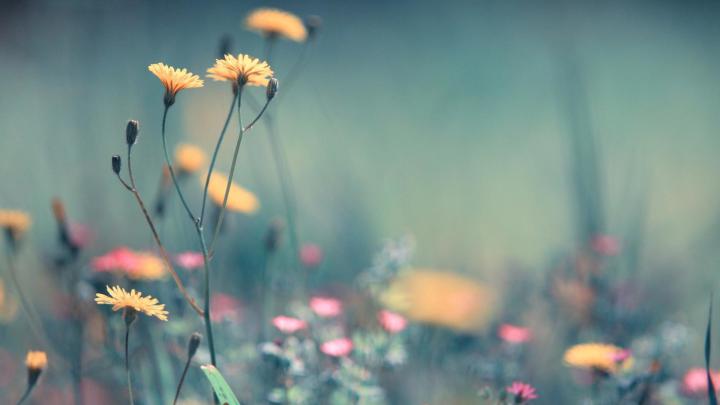 Cute Spring 1920x1080 Desktop Wallpapers (55+ images)