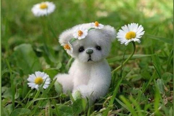 Cute Puppy Wallpaper Desktop -