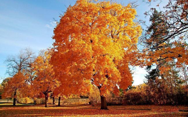 Free Seasonal Desktop Wallpapers
